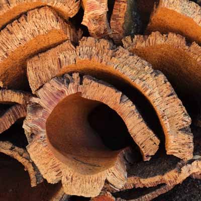 Informazioni sul sughero 5 corteccia di sughero